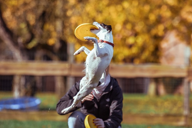Een hond als dagelijkse pitmaster: waarom leven met een hond je energieker, actiever en scherper maakt 